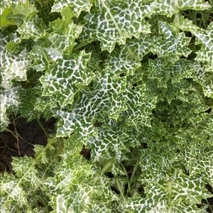 Meet your Posher, Lila